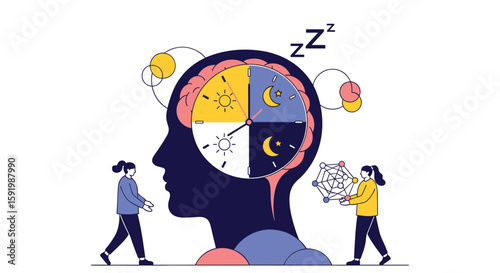 Understanding the human brain and its daily cycles of activity and rest