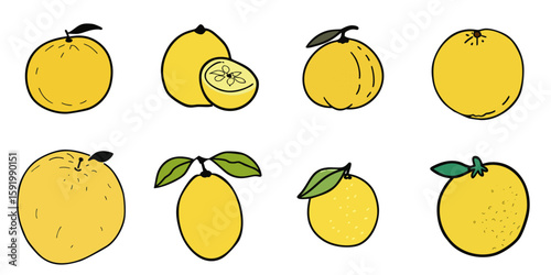 Multiple vector illustrations of yuzu with doodle-like drawings

