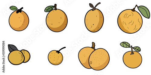 Multiple vector illustrations of longan with doodle-like drawings

