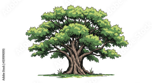 A majestic old growth oak tree standing tall with lush green foliage and a sturdy trunk