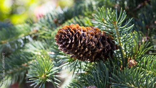 Pine cone resting gracefully among vibrant green pine needles under the warm glow of a sunlit afternoon