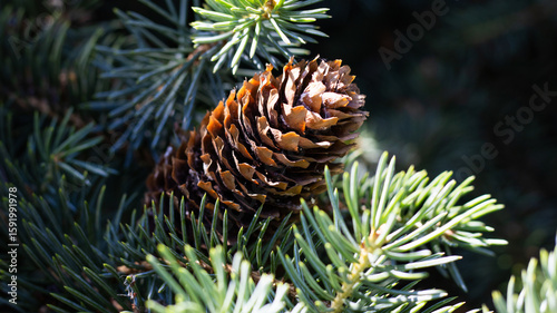 Natural beauty of a pine cone nestled among lush evergreen needles in a tranquil forest setting during bright daylight