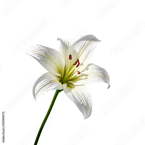 White Lily Flower CloseUp Elegant Floral Photography Botanical Image