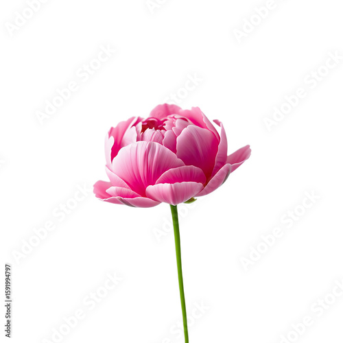 Pink Flower Illustration Elegant Blossom Art Floral Design Delicate Bloom Isolated