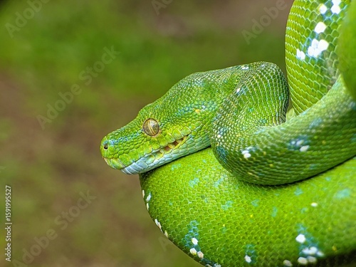 Fotografie Green tree  python