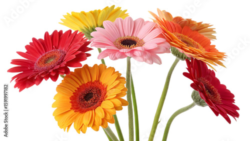 three gerbera flowers