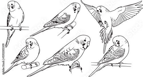 set of hand drawn birds Budgerigar Line Art Collection - Detailed Parakeet Outlines Hand-Drawn Budgie Illustrations - Realistic Pet Bird Drawings

