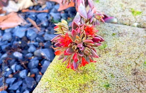 Sedum rouge