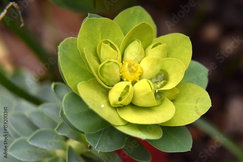 Euphorbe jaune