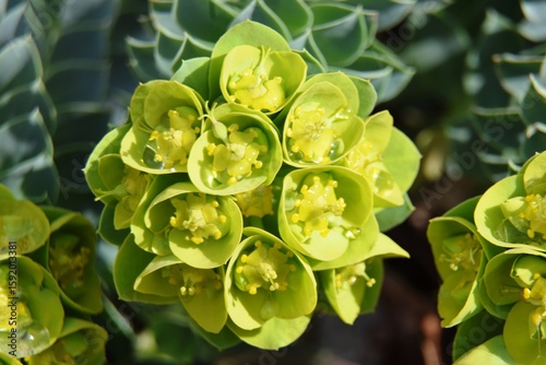 Euphorbe jaune