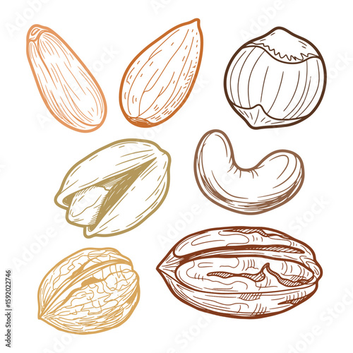 collection of nuts in hand-drawn sketch style, almond, pistachio, hazelnut, cashew, pecan, walnut set