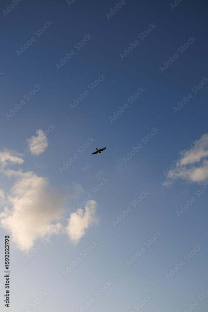 Fototapeta premium Flying Bird Silhouette in Sunset – Peaceful Nature Scene with Warm Sky Colors