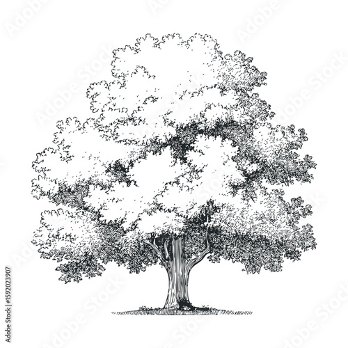 Detailed sketch of a majestic tree with lush foliage and strong trunk
