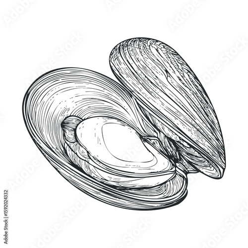 Detailed sketch of open shellfish with pearl interior for culinary art