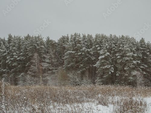 Wallpaper Mural snow covered trees Torontodigital.ca