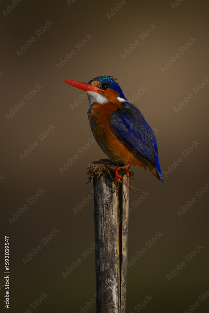 Fototapeta premium Malachite kingfisher looking up from cracked post