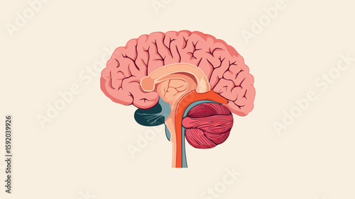 Detailed Human Internal Organs - Thyroid and Brain Anatomy