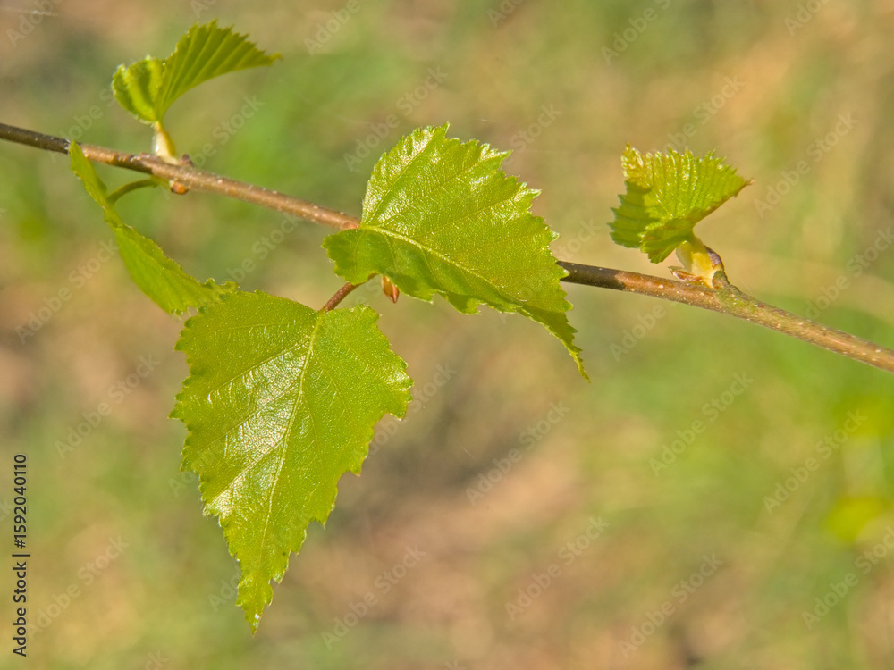 Fototapeta premium Twig with sunny fresh leaves of a birch tree, selective focus with bokeh background - betula 