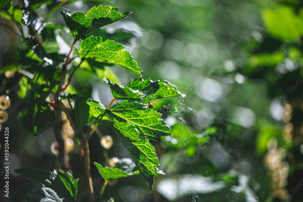 Fototapeta premium Intricate spider web glistening with tiny droplets of morning dew, hanging between green leaves in a dark forest, creating a magical and delicate scene