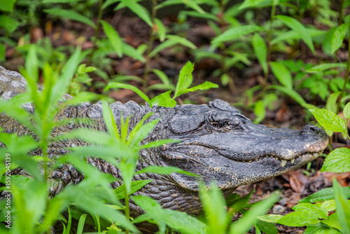 The closeup image of Chinese alligator (Alligator sinensis).
A critically endangered crocodile endemic to China. 
Dark gray or black in color with a fully armored body.