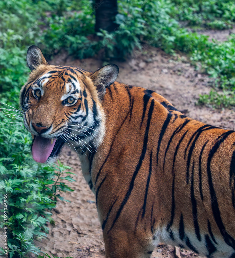 Fototapeta premium The South China tiger is a population of the Panthera tigris tigris subspecies that is native to southern China. It is possibly extinct in the wild.