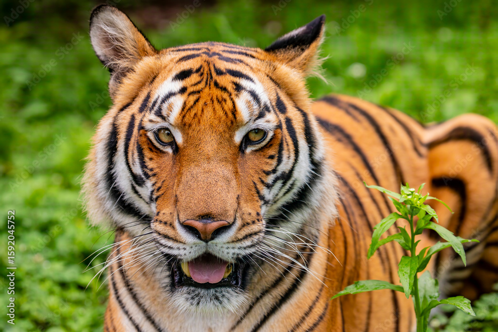 Obraz premium The South China tiger is a population of the Panthera tigris tigris subspecies that is native to southern China. It is possibly extinct in the wild.