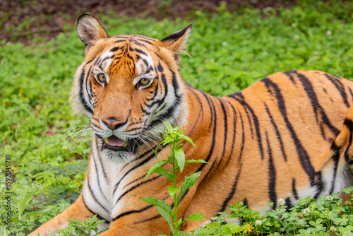 The South China tiger is a population of the Panthera tigris tigris subspecies that is native to southern China. It is possibly extinct in the wild.