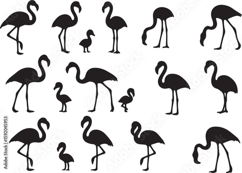 Flamingos standing and feeding silhouettes bird birds