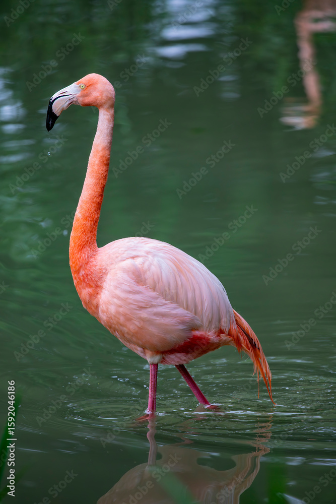 The American flamingo (Phoenicopterus ruber) is a large wading bird with reddish-pink plumage. Like all flamingos, it lays a single chalky-white egg on a mud mound, between May and August. The American flamingo (Phoenicopterus ruber) is a large wading bird with reddish-pink plumage. Like all flamingos, it lays a single chalky-white egg on a mud mound, between May and August.
