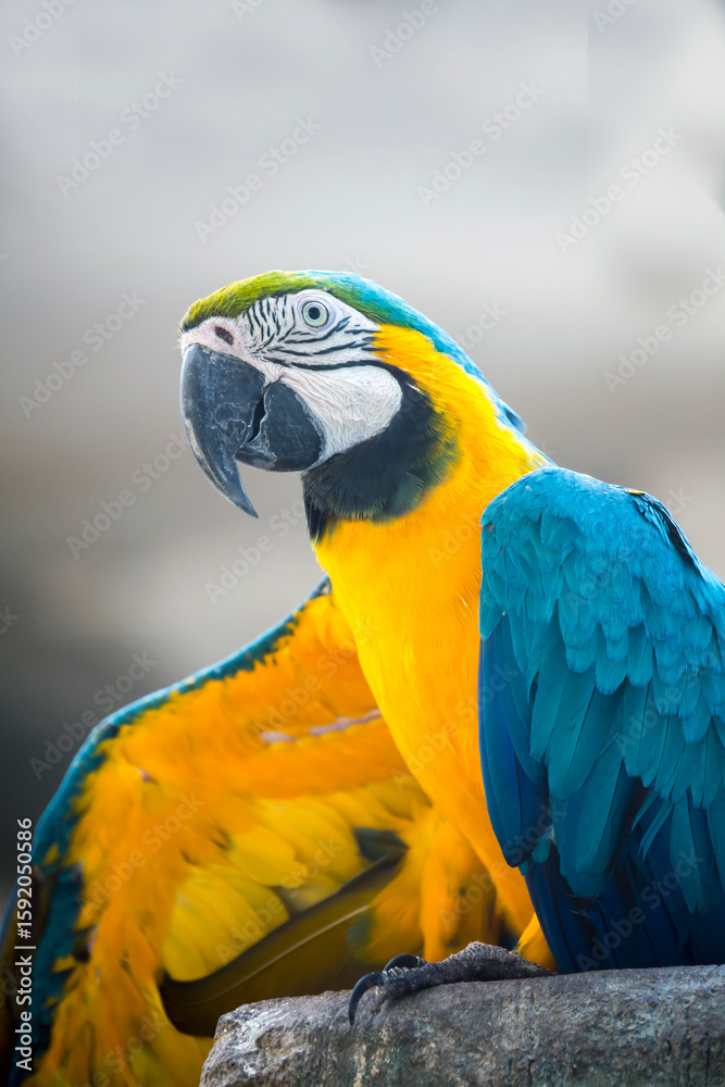Fototapeta premium Wild Hyacinth Macaw In Natural Tropical Forest Environment Displaying Vibrant Plumage