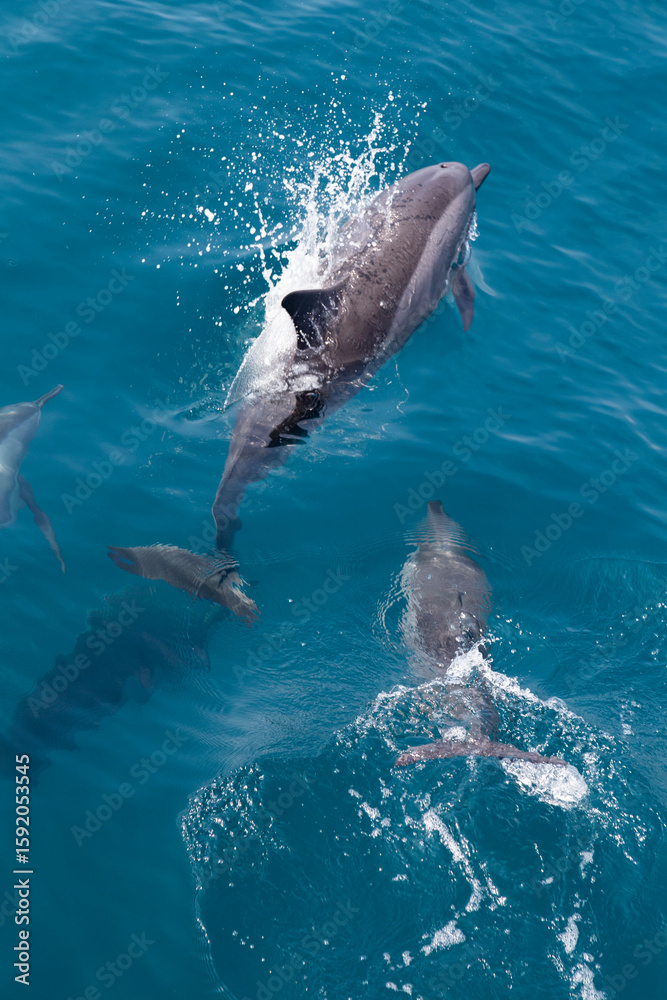 Naklejka premium Dolphins Playing In Ocean Waters Wildlife Underwater Photography Capturing Marine Mammal Behavior