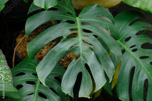 Monstera deliciosa, the Swiss cheese plant or split-leaf philodendron is a species of flowering plant. 