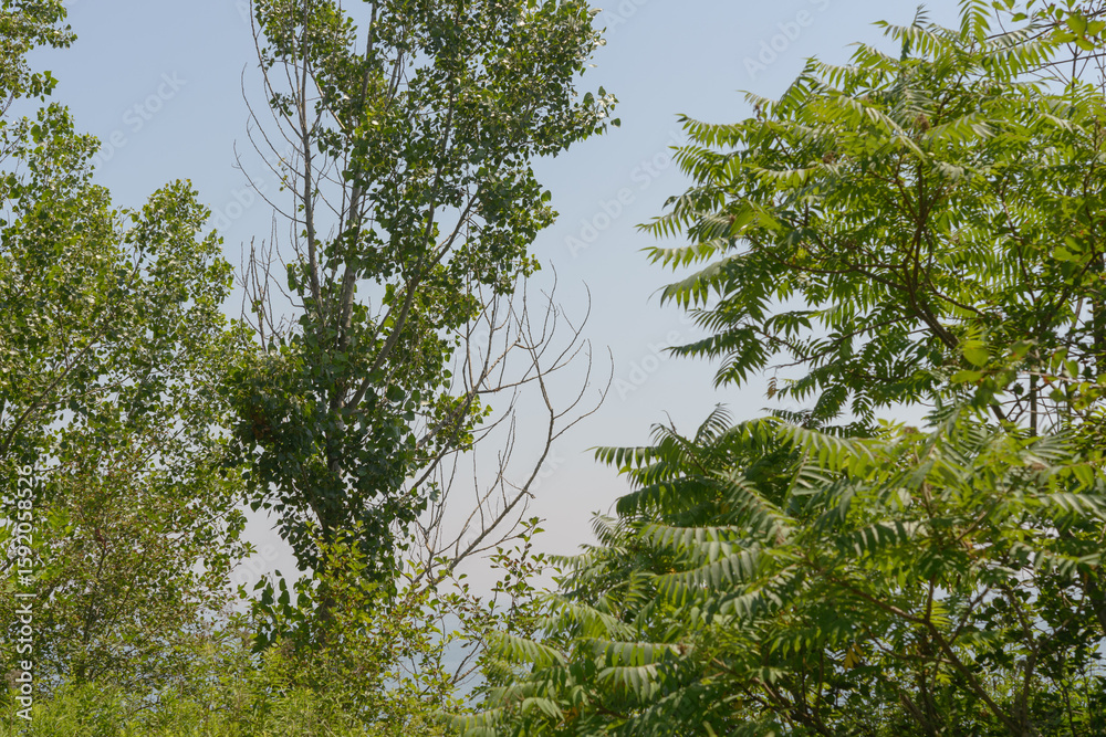 Fototapeta premium tree branches on a blue sky in summer