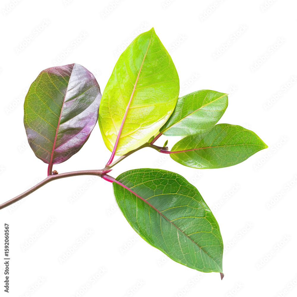 Obraz premium Close-up of a branch with vibrant leaves, exhibiting a mix of deep purple-red and vibrant green hues