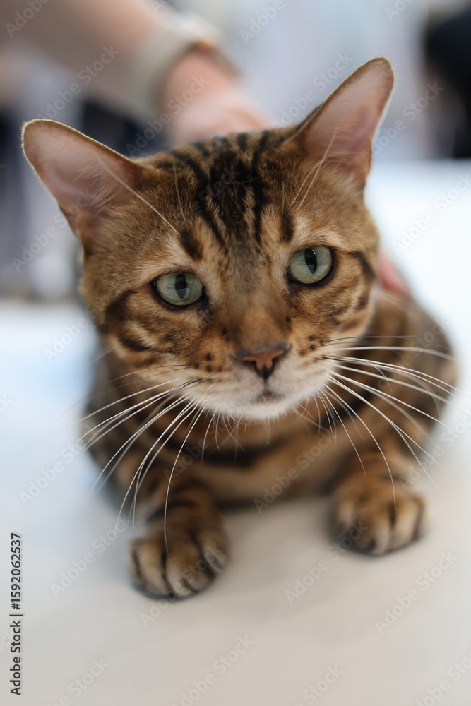 Naklejka premium Curious Bengal Cat Gazing at camera