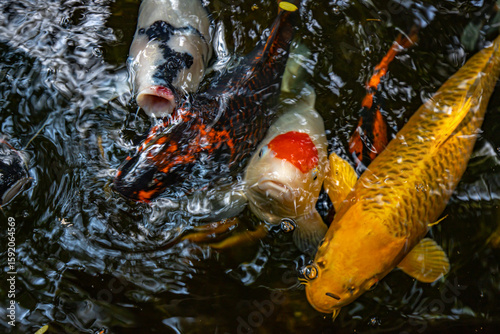 Beautiful Koi fish, worth raising