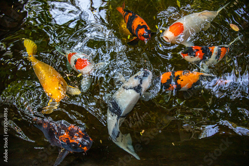 Beautiful Koi fish, worth raising