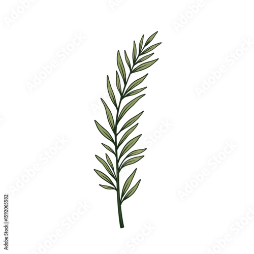 Rosemary sprig illustration on transparent background  