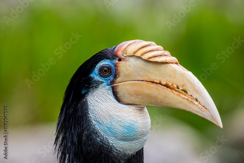 The female Blyth's hornbill (Rhyticeros plicatus) is a large hornbill inhabiting the forest canopy in Wallacea and Melanesia.
Its local name in Tok Pisin is kokomo.