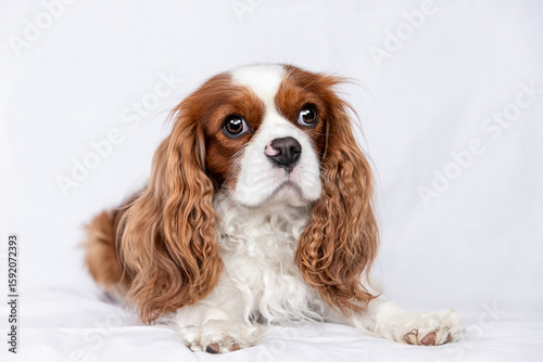 Obraz na plátně cavalier king charles spaniel portrait