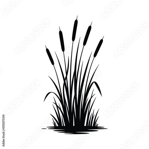 Silhouette of cattails growing in water