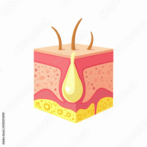 Flat vector illustration of sebaceous gland anatomy in skin layers  