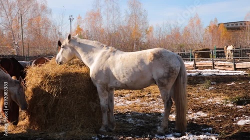Horses feeding on hay at a serene ranch in autumn during daylight with bright blue sky