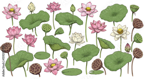An illustration featuring various stages of lotus flowers, from buds to full bloom, alongside leaves and seed pods, in shades of pink, green, and white.