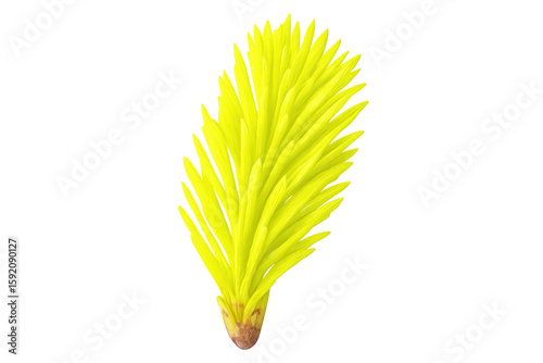 Bright yellow fir branch extending, highlighting botanical detail against transparent surface