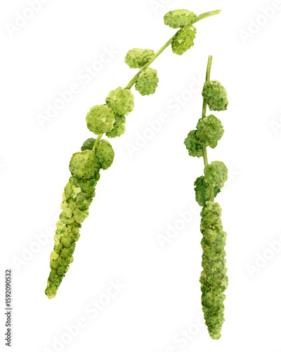 Papier peint Hanging green constellations of Amaranthus caudatus