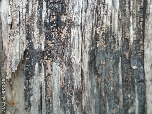 Wallpaper Mural an old tree that burned down but is still alive Torontodigital.ca