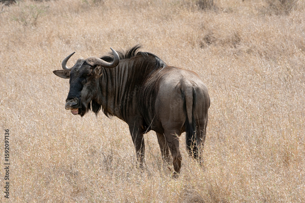 Obraz premium Gnou bleu