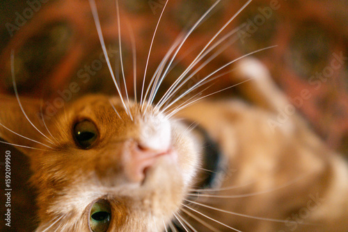 ginger cat