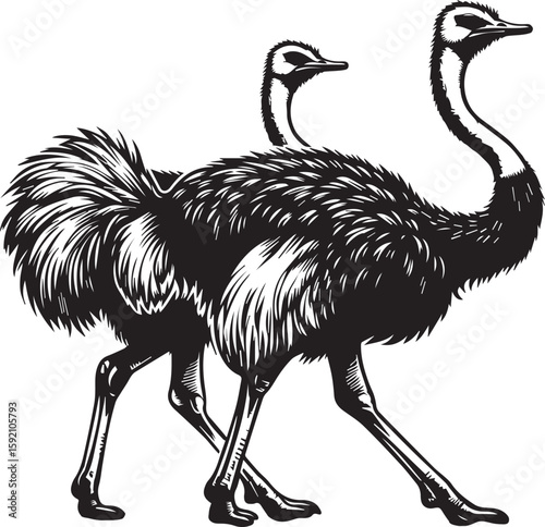 Striking black and white graphic illustration featuring a pair of tall, elegant ostriches walking with synchronized steps, symbolizing resilience and the raw beauty of African wildlife.